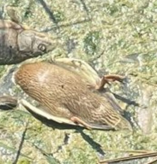 San Benedetto - Pesci e germani morti alla foce del fosso collettore, nuove segnalazioni